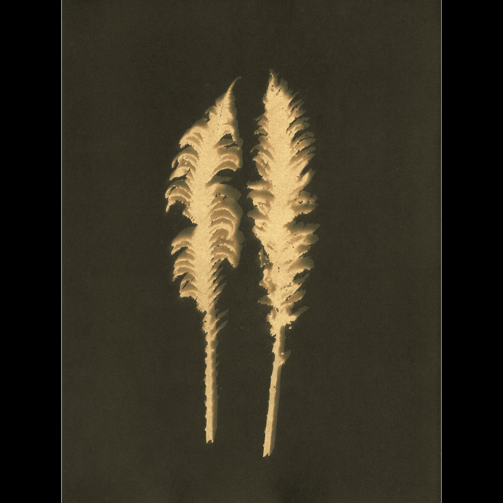 Matteuccia Struthiopteris II