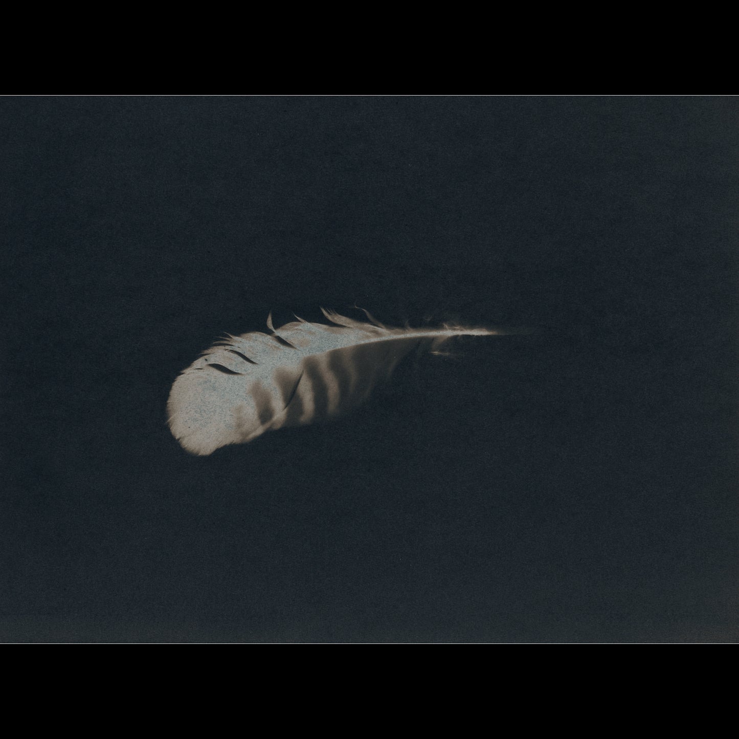 Plume V