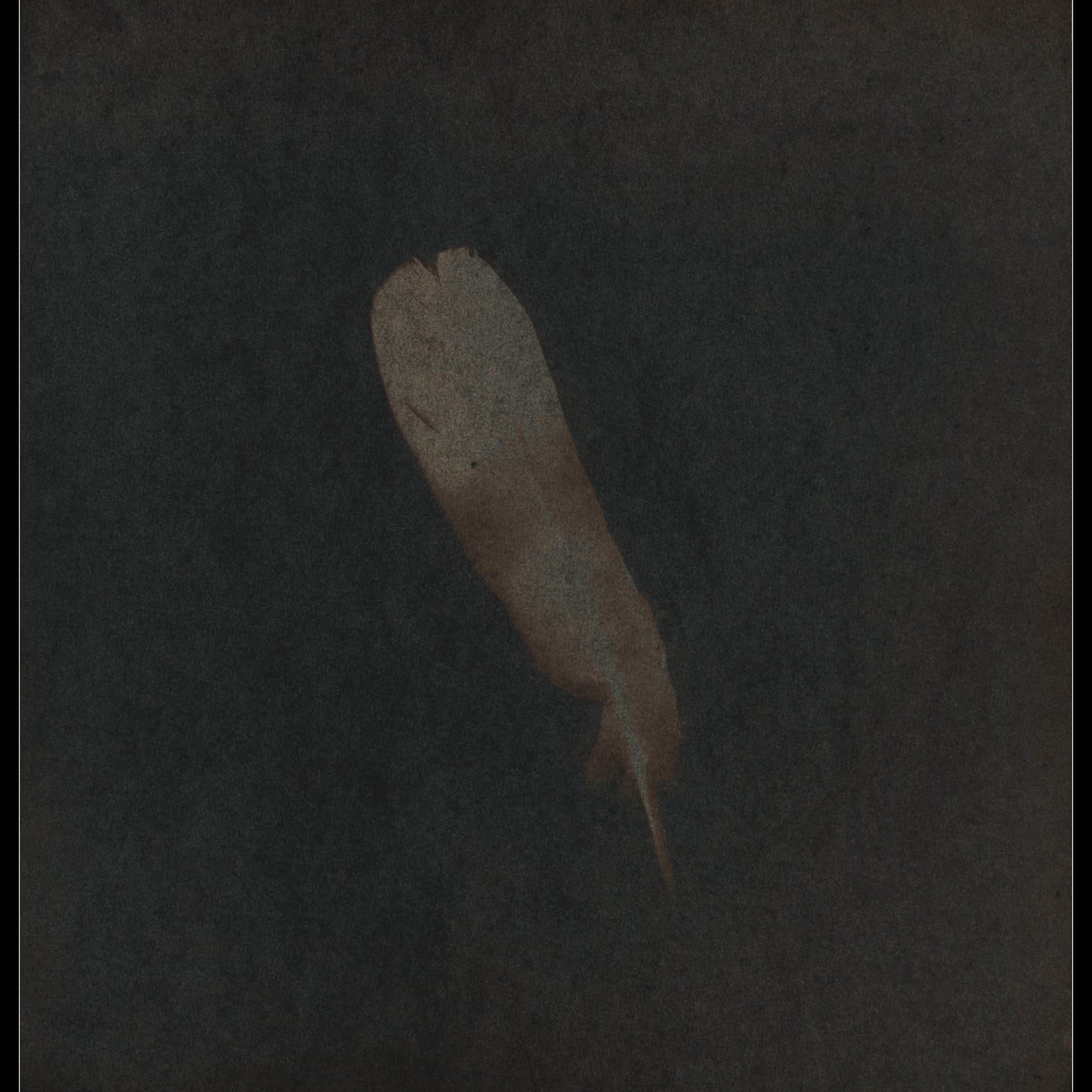Plume VIII