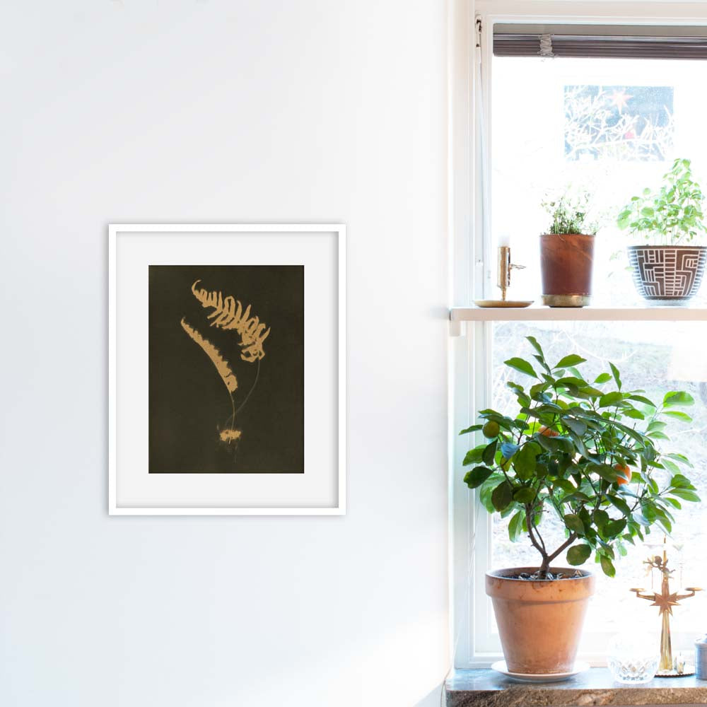 Polypodium Vulgare V