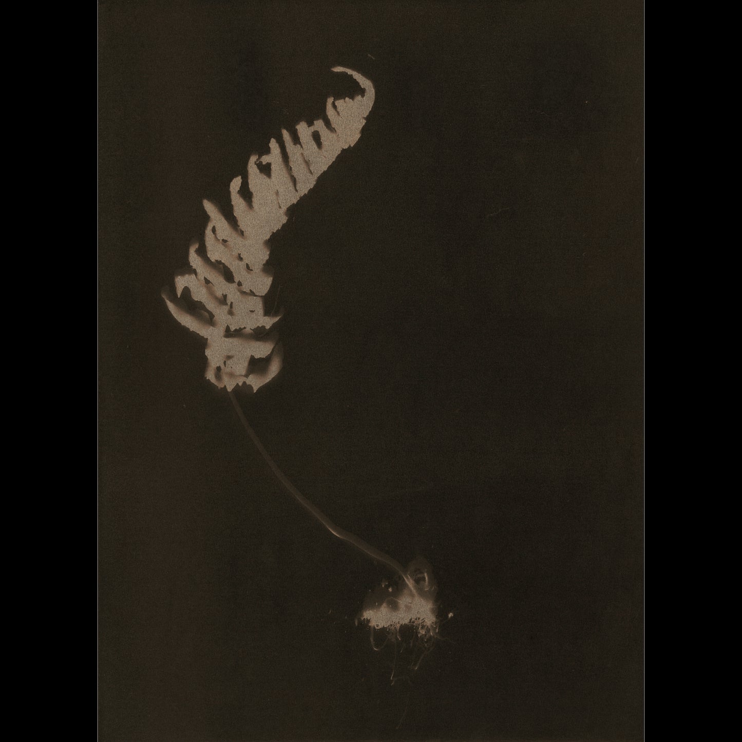 Polypodium Vulgare IV