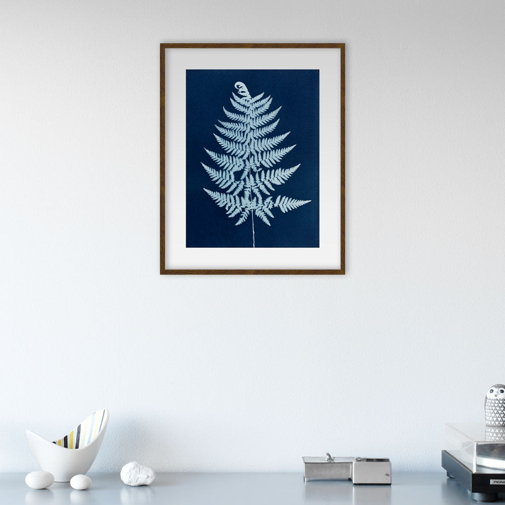 Pteridium aquilinum I