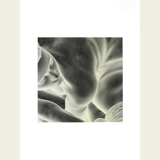 The Mesh Portrait (inverted, grey)