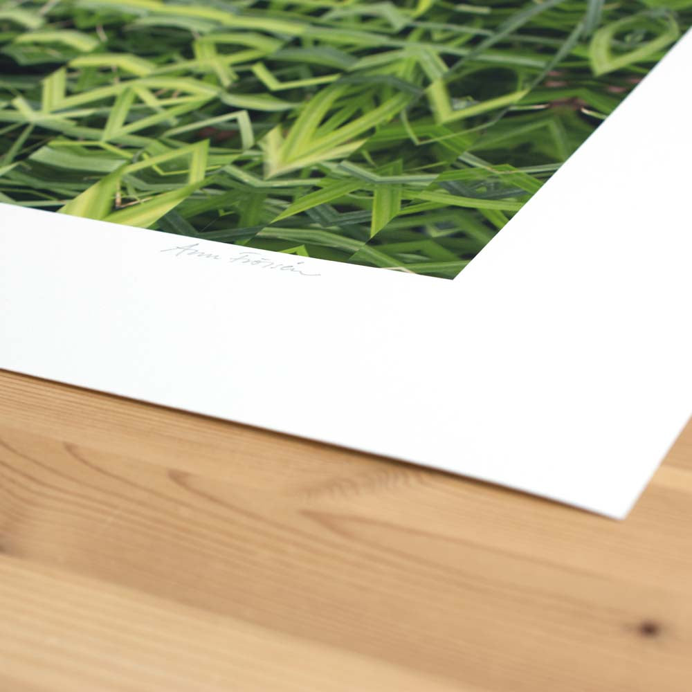 Grass