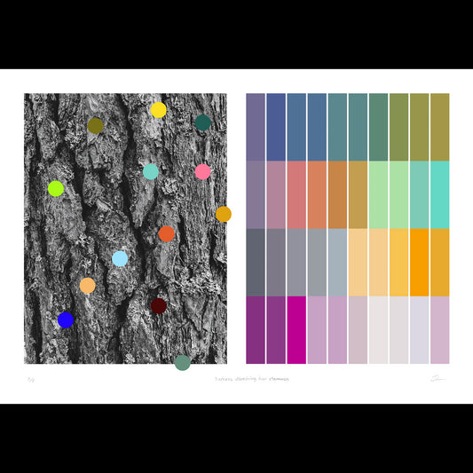 Barkens utbredning över stammen