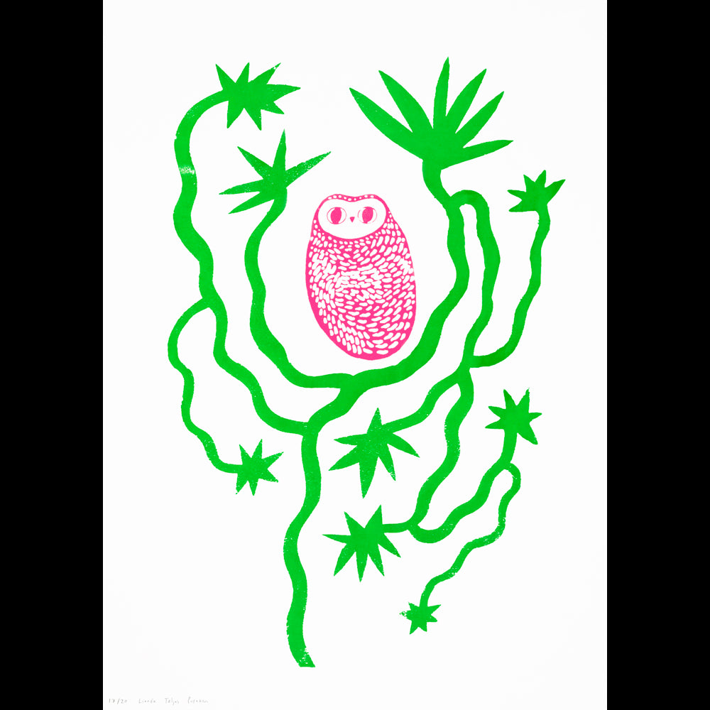 The Aloe Vera Owl