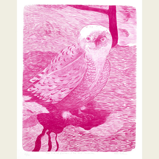 The end of Dinosaurs/The Bird Connection