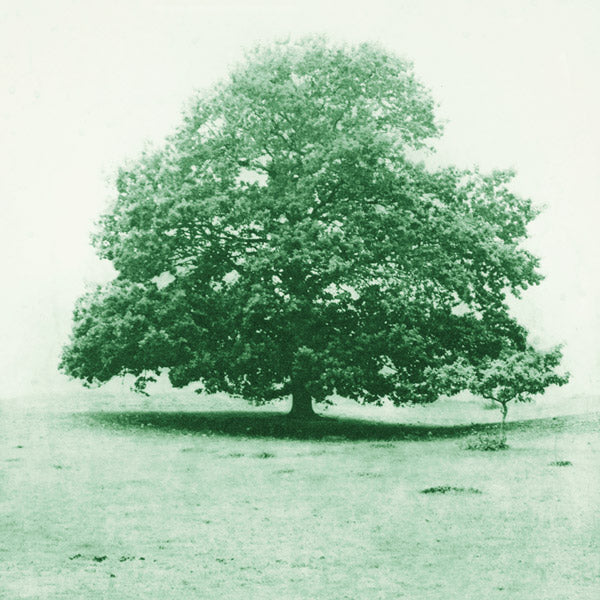 skott