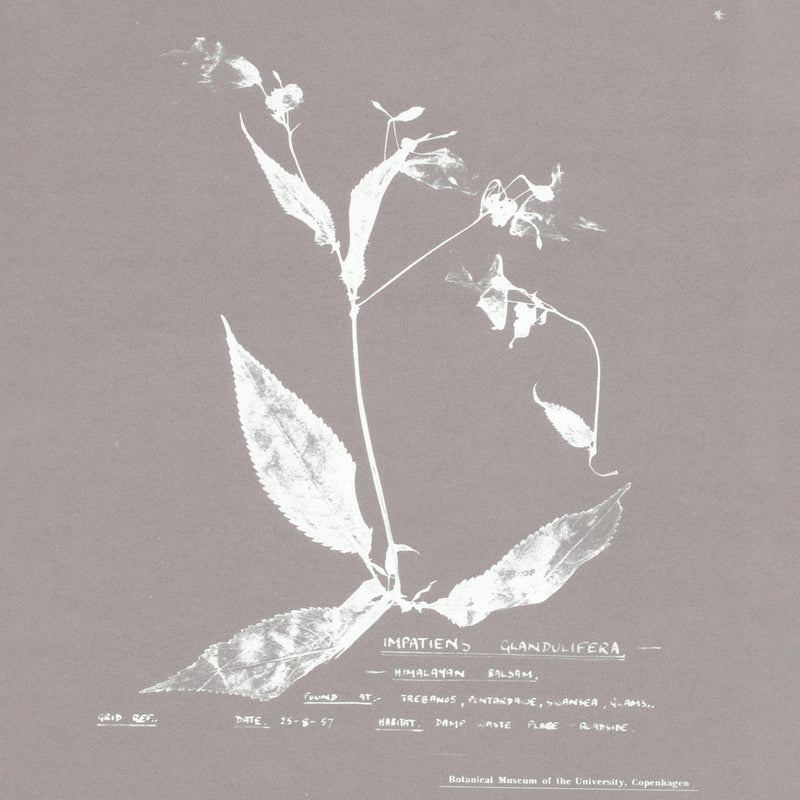 herbarium