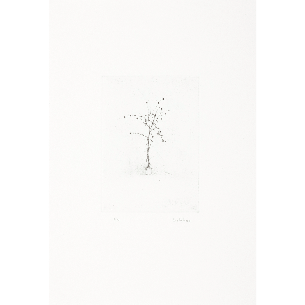 Satie's Plant