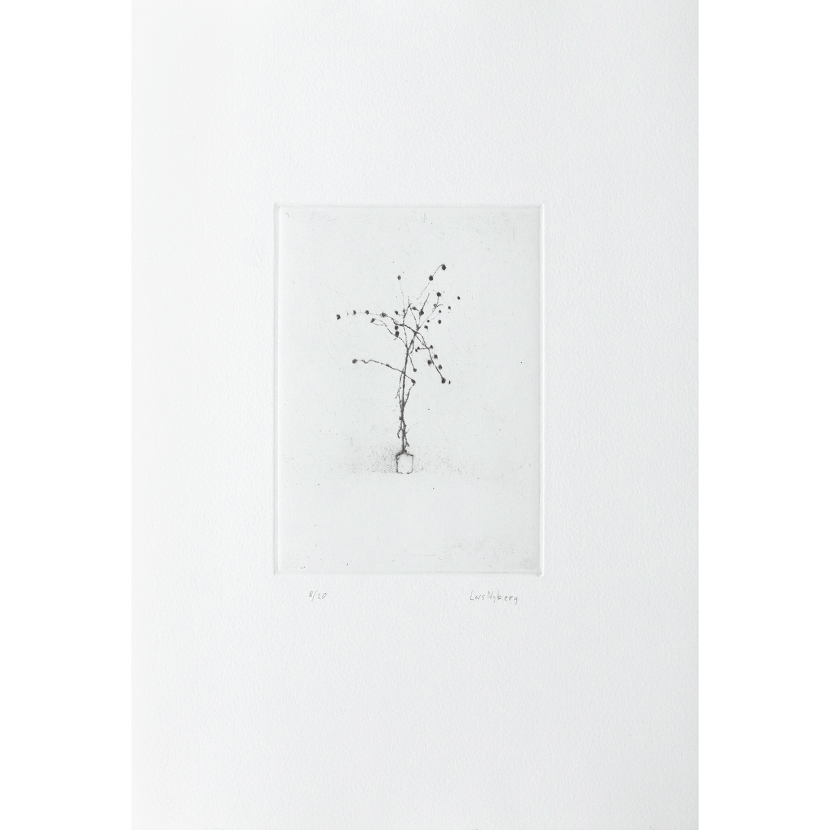 Satie's Plant