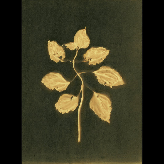 Plectranthus Scutellarioides I