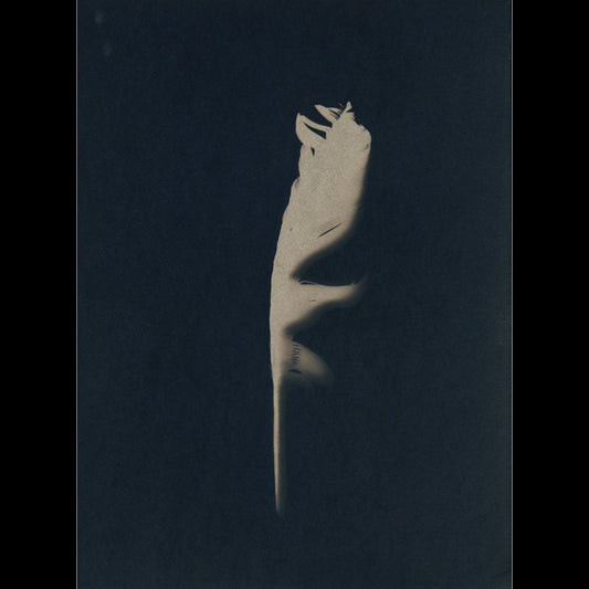 Plume III