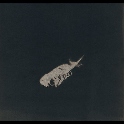 Plume IV
