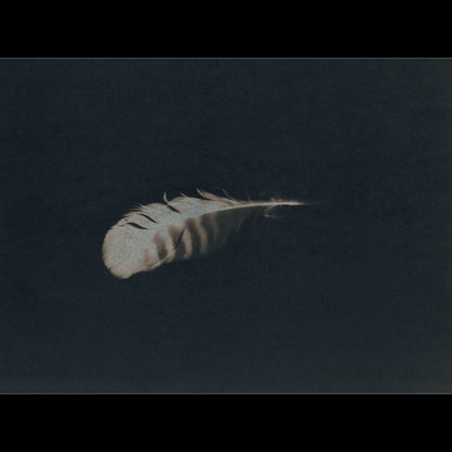 Plume V