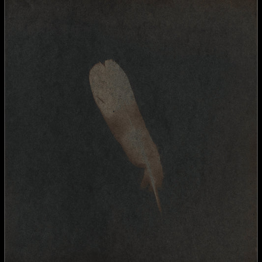 Plume VIII