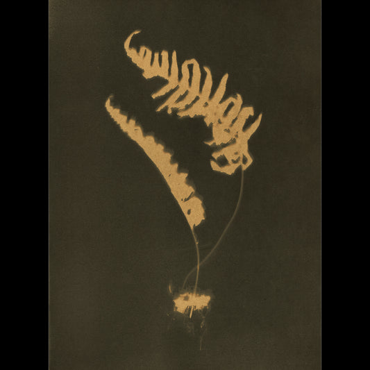 Polypodium Vulgare V