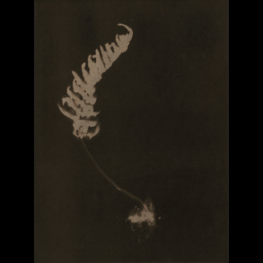 Polypodium Vulgare IV