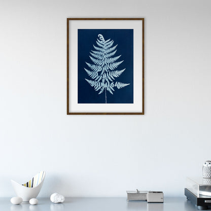 Pteridium aquilinum I