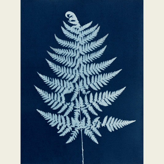 Pteridium aquilinum I