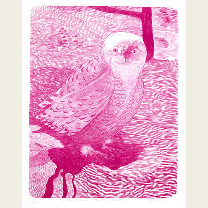The end of Dinosaurs/The Bird Connection