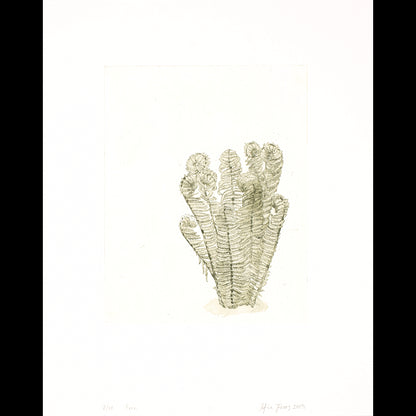Fern