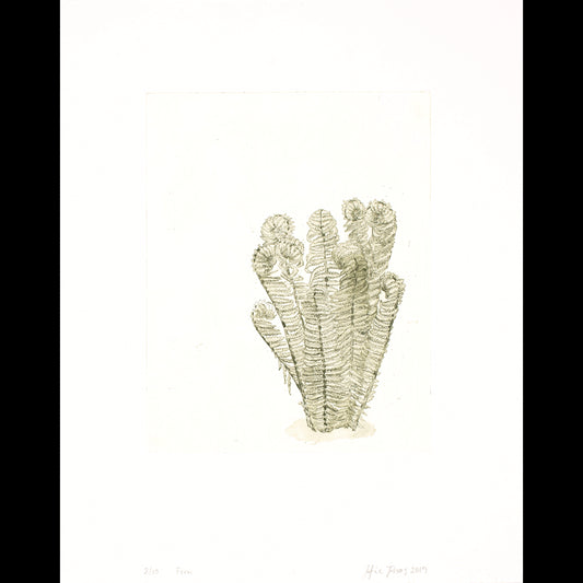 Fern